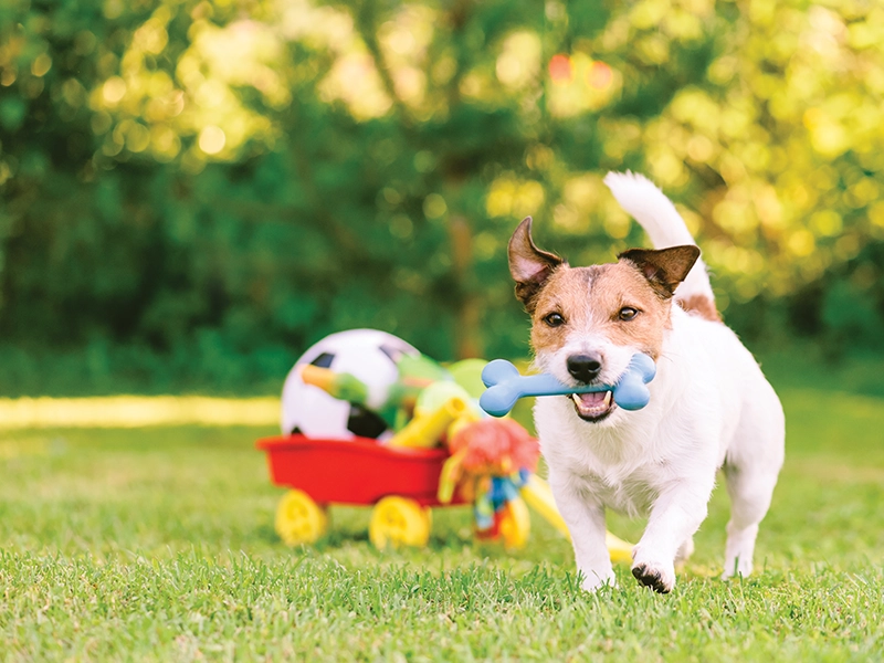 Pet-friendly landscaped gardens at Kalpataru Vian Lokhandwala